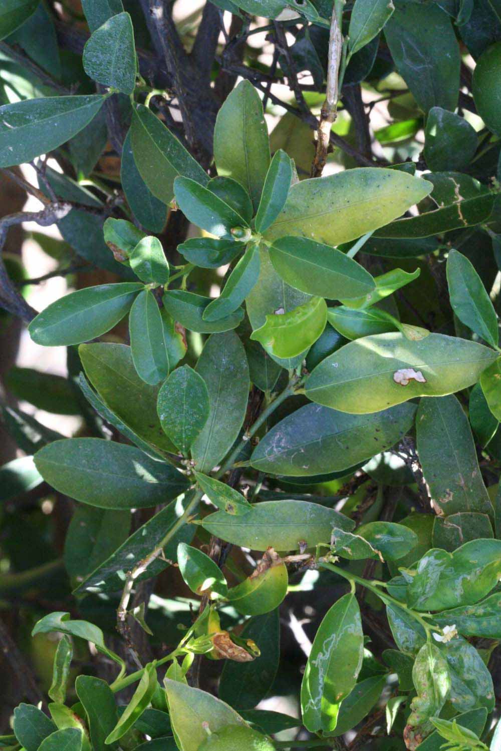              Shade leaves (Riverside, CA)       